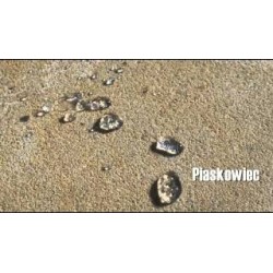 impregnat-do-piaskowca