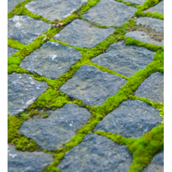 czym-zlikwidować-mech-na-kostce