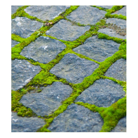 czym-zlikwidować-mech-na-kostce