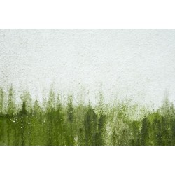 preparat-do-usuwania-mchu