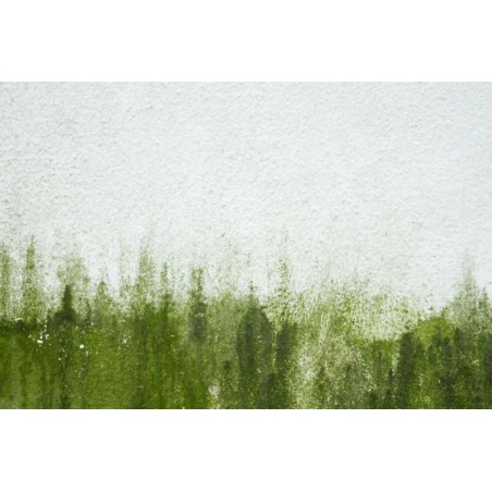 preparat-do-usuwania-mchu